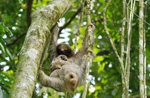 Sloth Sanctuary + Rafting class II & III Combo