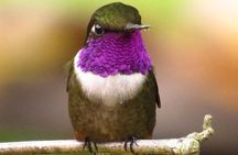 Birdwatching day in Chingaza and Observatorio de Colibries