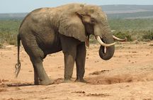 Full day Private Addo elephant safari min 4 pax max 12 pax 