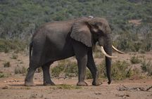 Full day Private Addo elephant safari min 4 pax max 12 pax 
