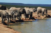 Full day Private Addo elephant safari min 4 pax max 12 pax 