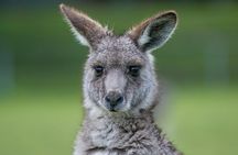 2-Day Melbourne to Adelaide Tour: Great Ocean Road and Grampians One Way Trip