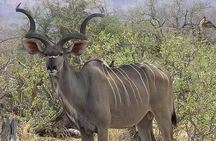 4 Days 3 Nights safari to Ruaha National Park