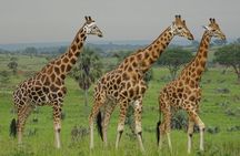 Two days sipi falls and Pian upe Nataional Game reserve in Uganda