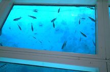Glass Bottom Boat Trip in Sharm el Sheikh