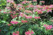 Montreal Gardens Tour with Trubb Taxi Tours