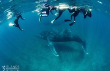 Swim with Humpback Whales - Ningaloo Reef - 3 Islands Whale Shark Dive