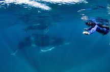 Swim with Humpback Whales - Ningaloo Reef - 3 Islands Whale Shark Dive