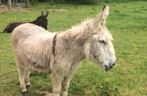 Cliffs of Moher and the Burren Private Tour
