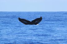 Private Whale Watching Charter (Grand Turk)