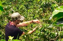 Angelópolis Coffee Tour