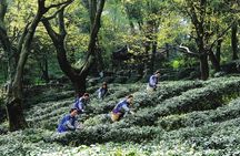 Half-Day Private Customized Suzhou Highlights with Lunch or Dinner Option
