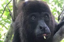 Cave Tubing Paradise and The Howler Monkey Sanctuary