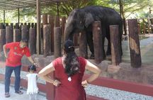 Kuala Gandah Elephant Sanctuary with a Batu Caves Visit