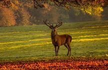 Small Group Tour to NP Hoge Veluwe (van Gogh) from Amsterdam 