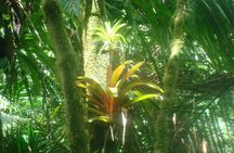 El Yunque Rainforest Full Day Private Tour