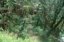 El Yunque Rainforest Full Day Private Tour