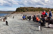 Ushuaia: Martillo Island and Walk Among Penguins Full-Day Tour