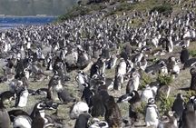 Ushuaia: Martillo Island and Walk Among Penguins Full-Day Tour
