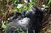 3 Days Gorilla Tracking experience - Bwindi Forest 