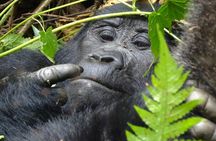 3 Days Gorilla Tracking experience - Bwindi Forest 