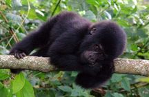 3 Days Gorilla Tracking experience - Bwindi Forest 