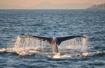 Whale Watching from Friday Harbor
