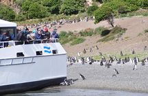 Canoero Catamarans: Isla de los Lobos, Les Eclaireurs Lighthouse and Pingüinera tour