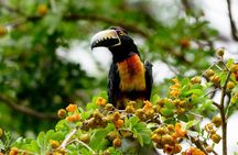 Mahahual and Costa Maya Birdwatching 