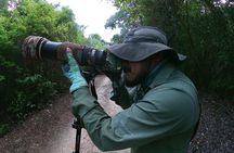 Mahahual and Costa Maya Birdwatching 