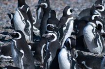 Canoero Catamarans: Isla de los Lobos, Les Eclaireurs Lighthouse and Pingüinera tour