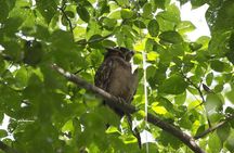 Birding Watching tour from San José