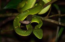 Monteverde Cloud Forest Guided Night Walk