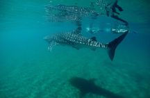 Whale Shark Snorkeling Experience
