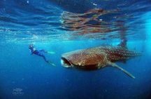 Whale Shark Snorkeling Experience
