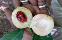  3 hours Spice Tour in Tanzania