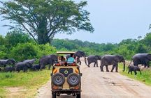 Yala National Park Private Safari (All Inclusive) From Mirissa
