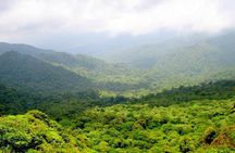 Monteverde Cloud Forest Reserve Guided Walk