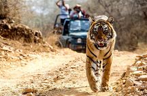 6 Days Golden Triangle with Ranthambore Tiger Safari