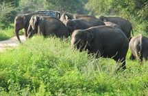 Wasgamuwa National Park Safari from Kandy 