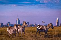Nairobi national park game drive - Morning /evening 