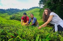Cameron Highland Best Tour from Kuala Lumpur( Day Trip)
