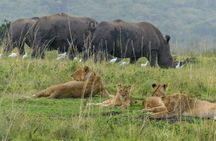 Nairobi national park game drive - Morning /evening 