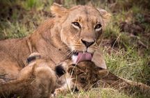 5 Days Masai Mara, Lake Naivasha, Lake Nakuru Safari