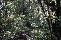Martinique North Island Private Tour