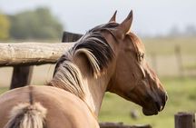 Exclusive Farm Day at Estancia La Bandada, including traditional argentine barbecue, horseback riding and gaucho´s show 