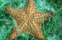 Martinique South Island Private Tour