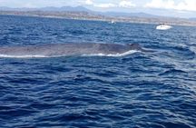 Whale Watching and Fishing Combination Excursions