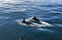 Whale Watching and Fishing Combination Excursions