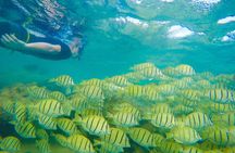 Customizable Island Tours Tours on Oahu